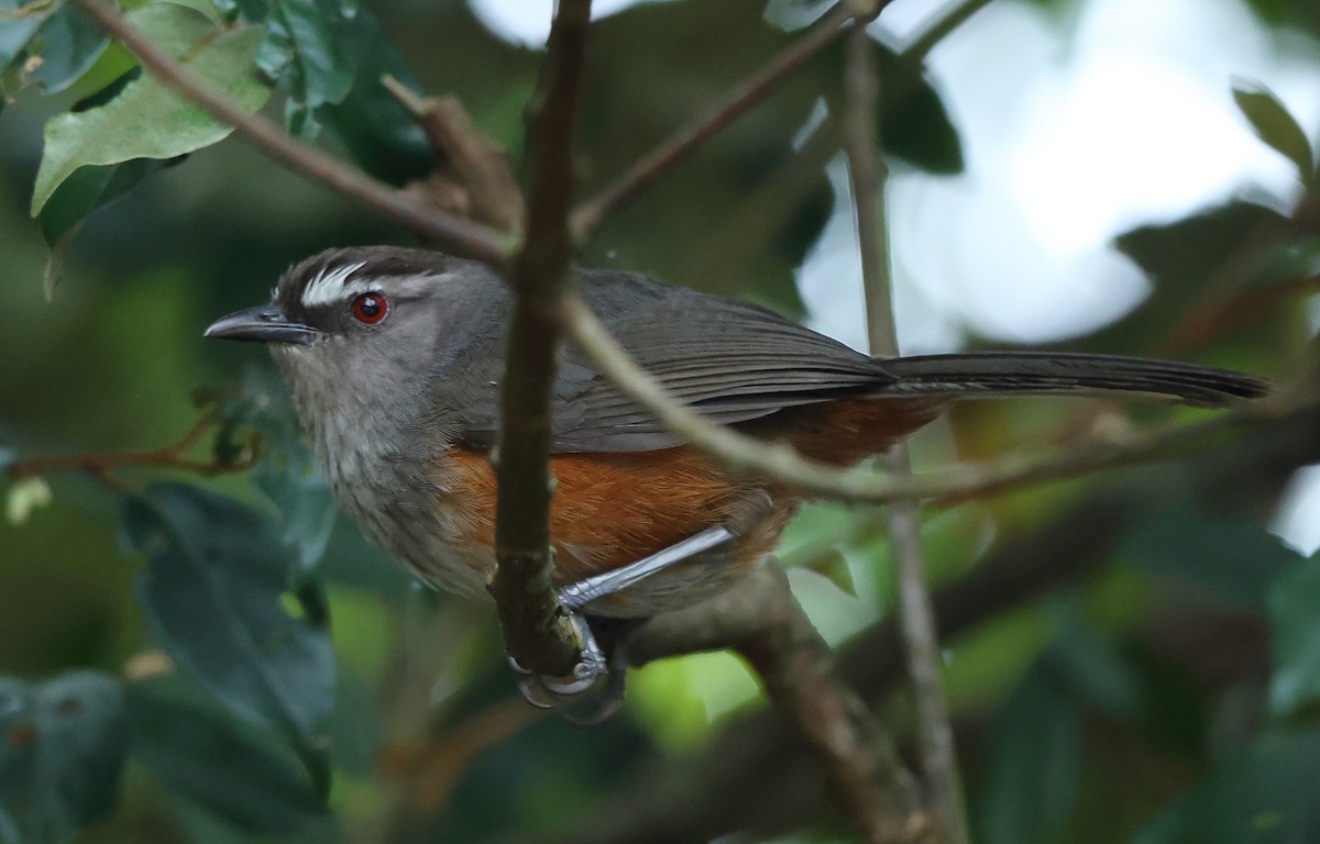 Ashambu Laughingthrush - ML631555297