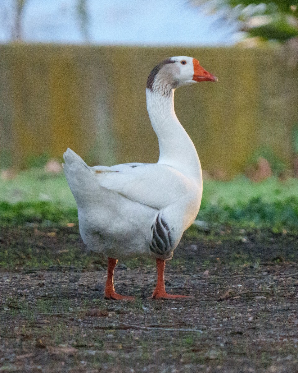 Domestic goose sp. (Domestic type) - ML631555374