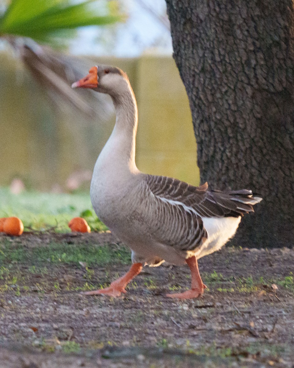 Domestic goose sp. (Domestic type) - ML631555375