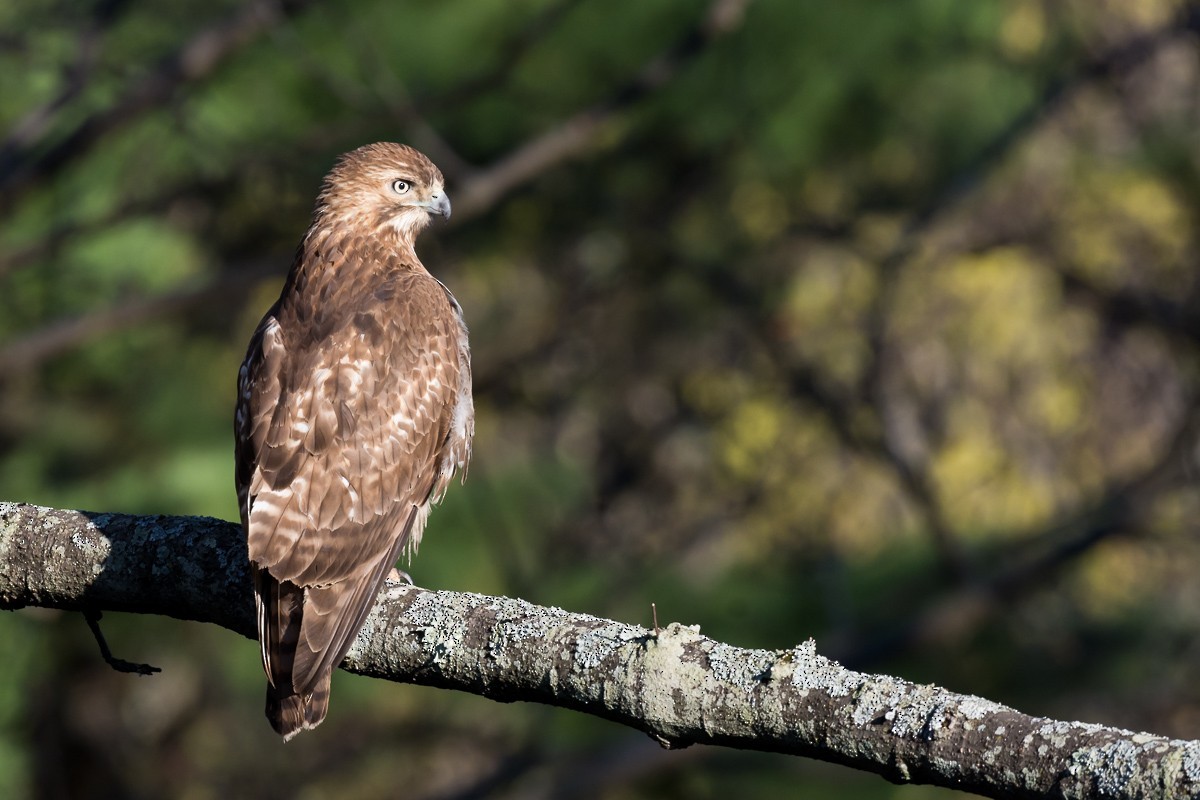 Red-tailed Hawk - ML63155541