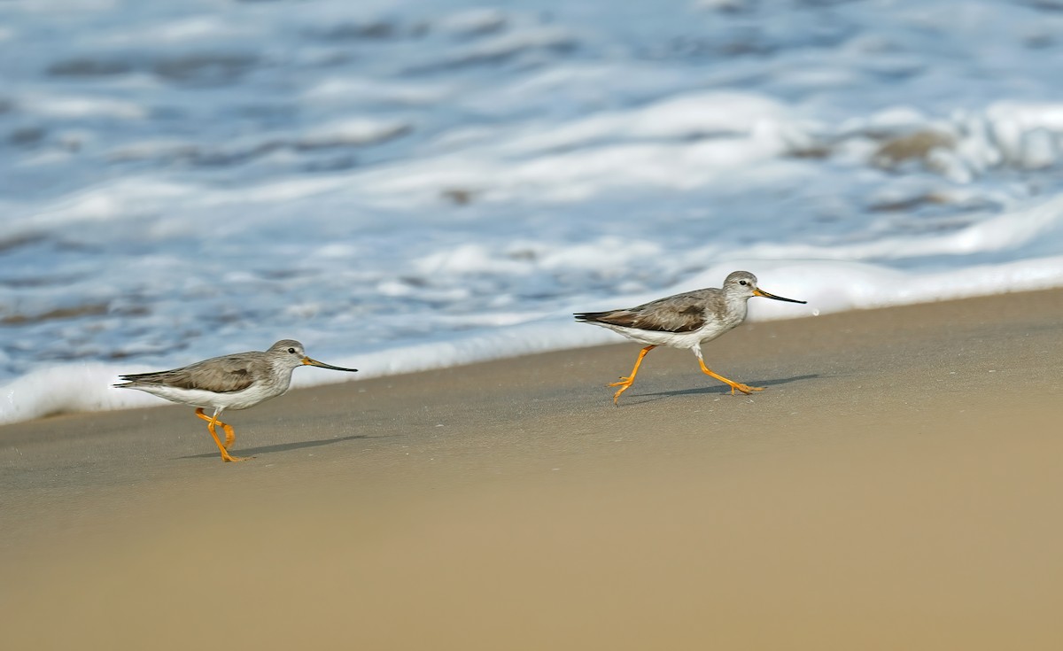 Terek Sandpiper - ML631555444