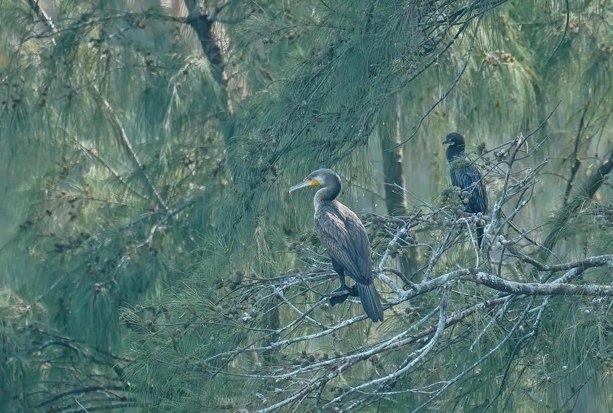Great Cormorant - ML631555445