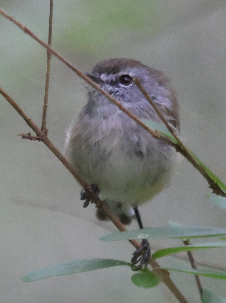 Brown Gerygone - ML631555521