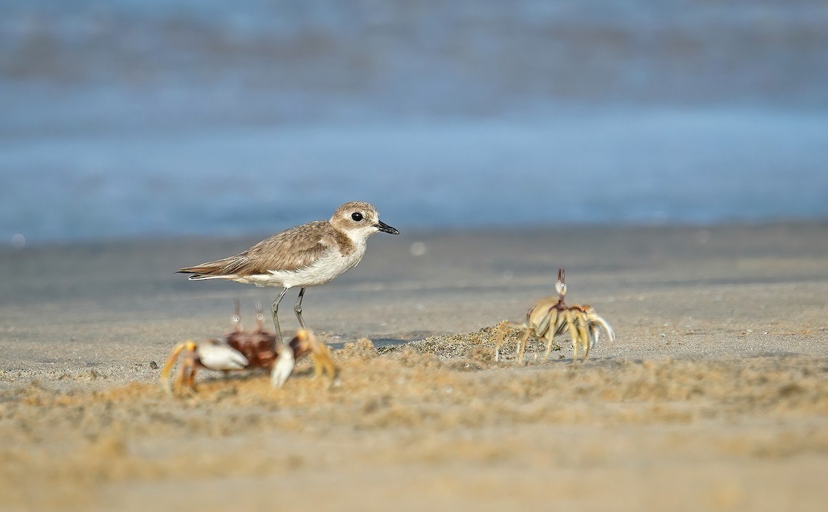 Tibetan Sand-Plover - ML631555522