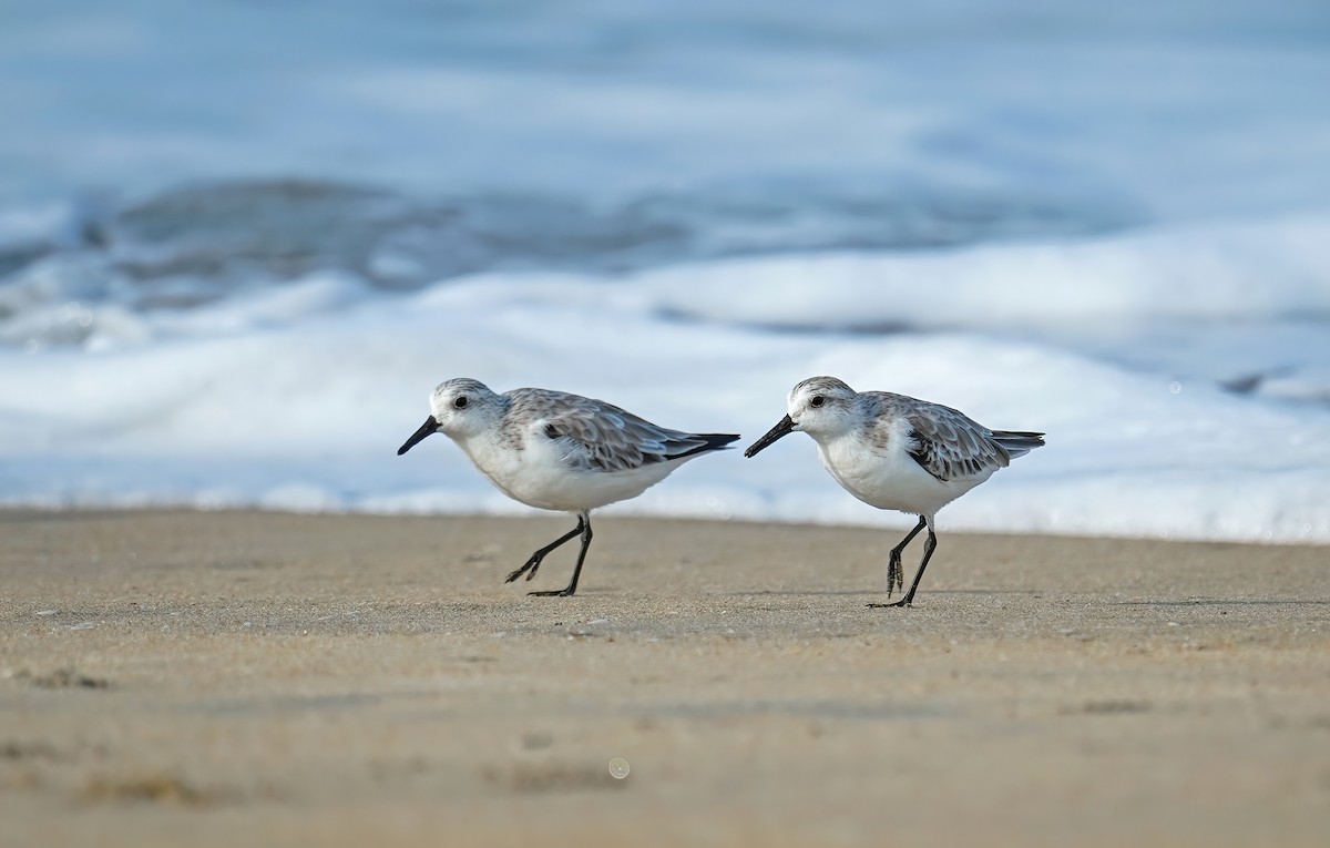Sanderling - ML631555528