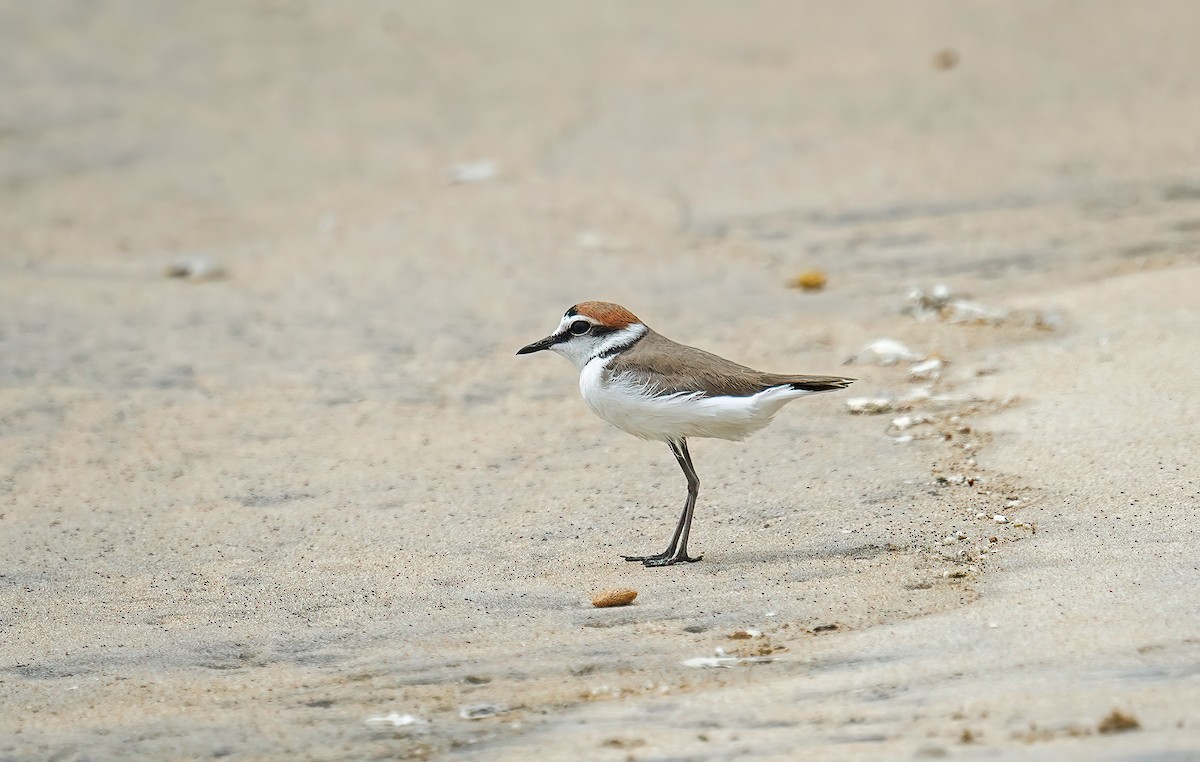 Kentish Plover - ML631555568