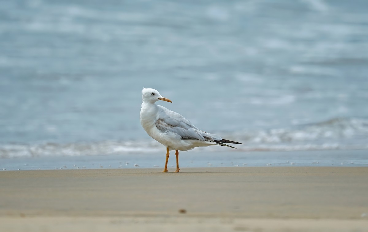 Slender-billed Gull - ML631555569