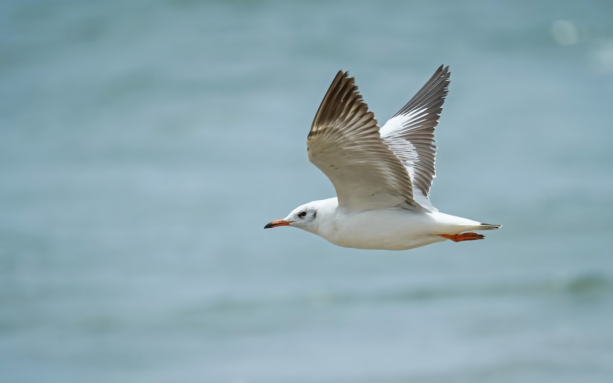 Black-headed Gull - ML631555570