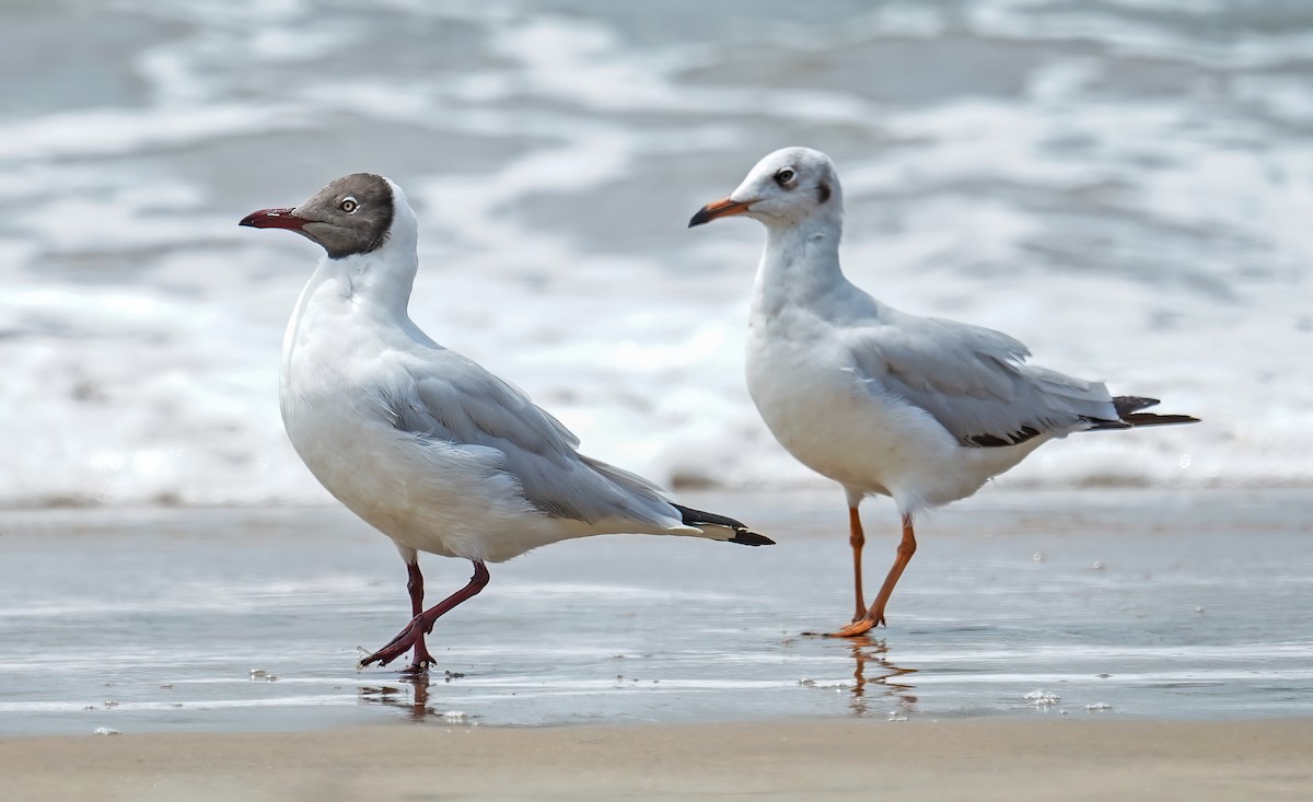 Brown-headed Gull - ML631555577