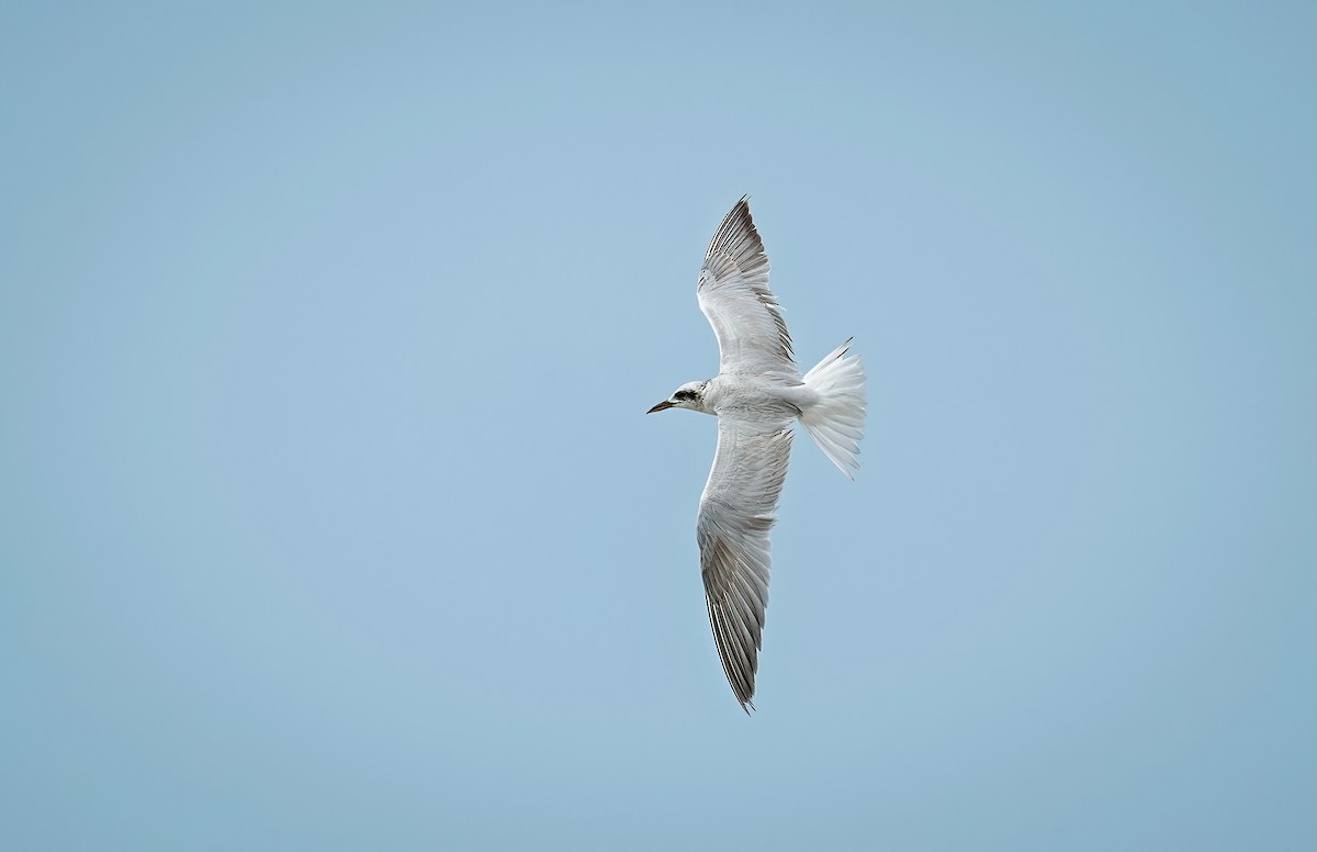 Gull-billed Tern - ML631555583