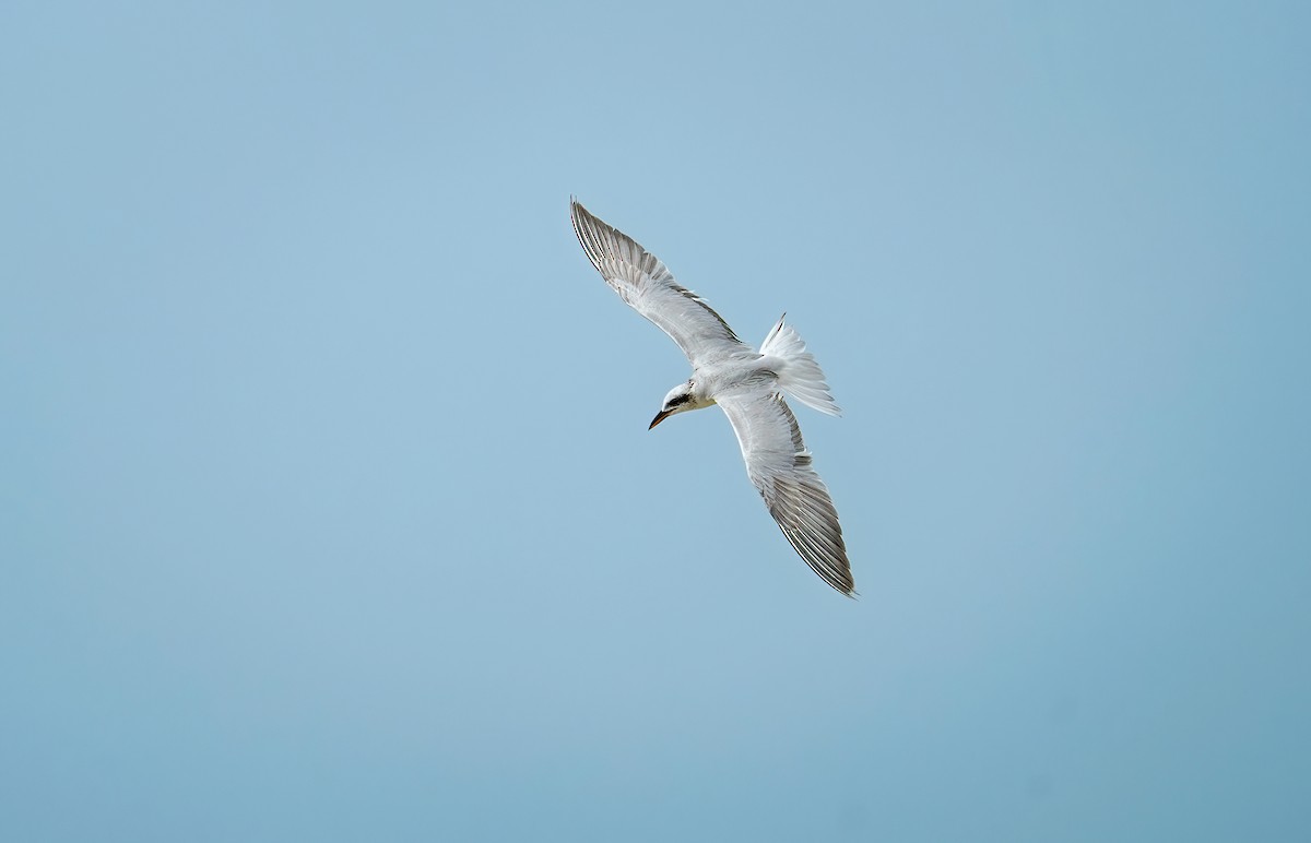 Gull-billed Tern - ML631555584