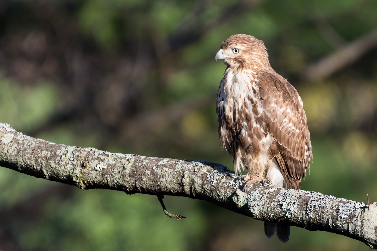 Red-tailed Hawk - ML63155561