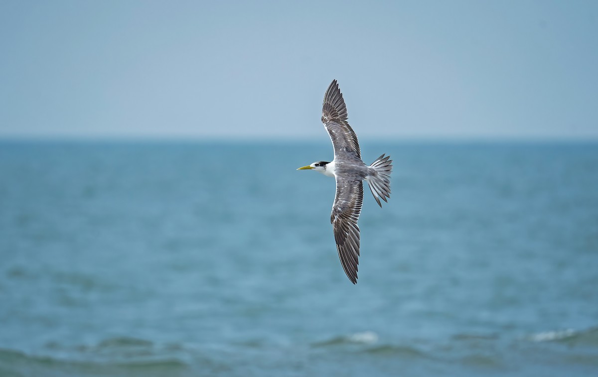 Great Crested Tern - ML631555617