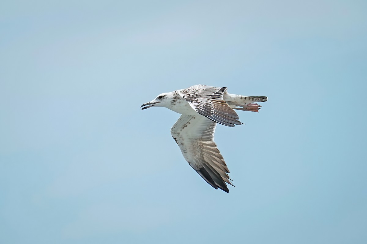 Pallas's Gull - ML631555648