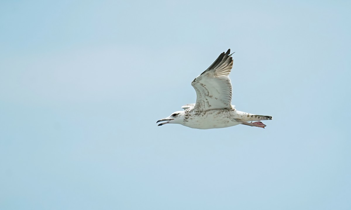 Pallas's Gull - ML631555649