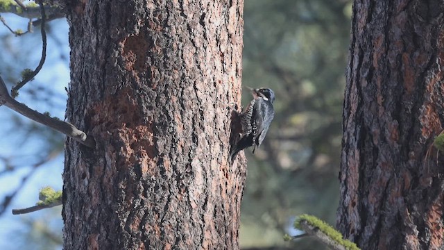 Black-backed Woodpecker - ML631555833