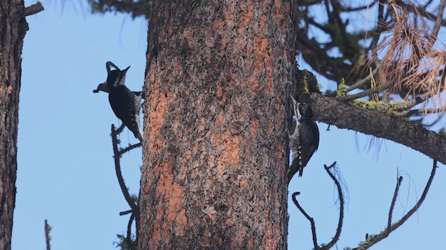 Black-backed Woodpecker - ML631555834