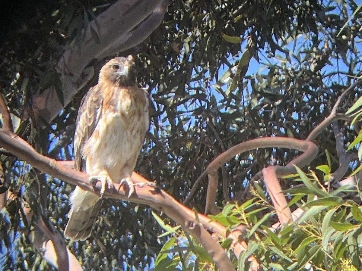 Little Eagle - ML631555893