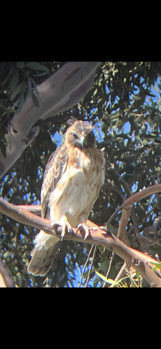 Little Eagle - ML631555894