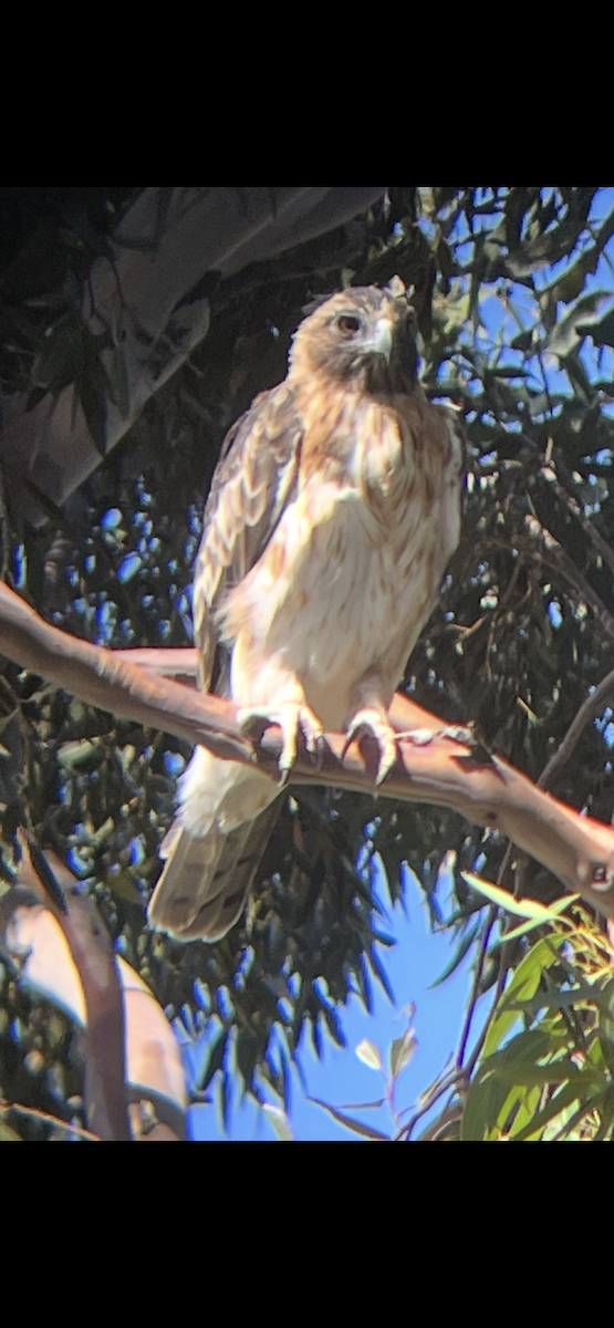 Little Eagle - ML631555895