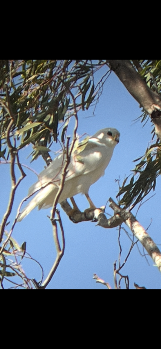 Gray Goshawk - ML631555898