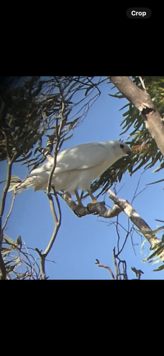 Gray Goshawk - ML631555899