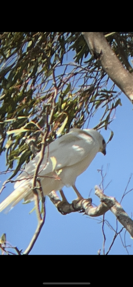 Gray Goshawk - ML631555900