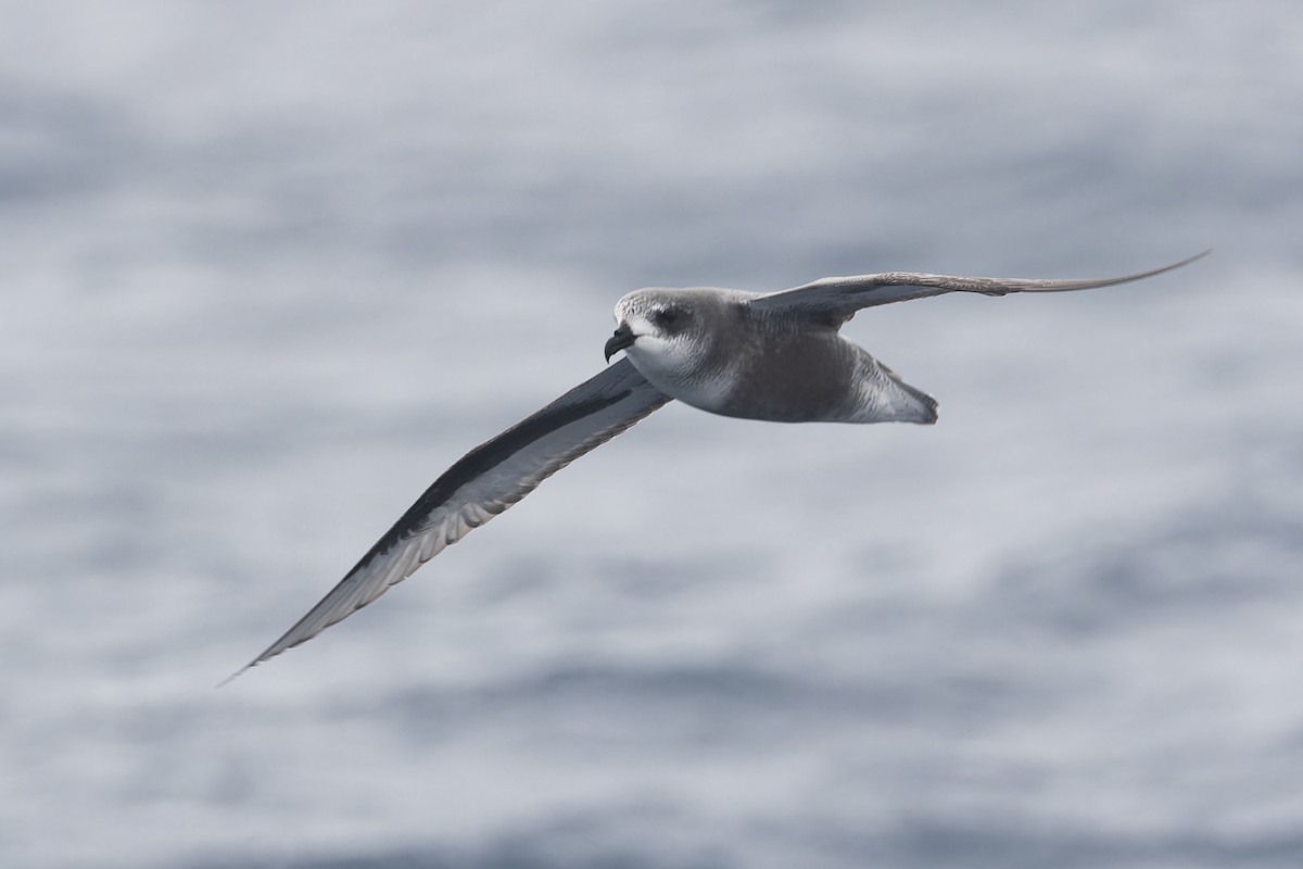 Mottled Petrel - ML631555921