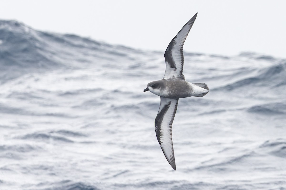 Gri Karınlı Fırtınakuşu - ML631555922