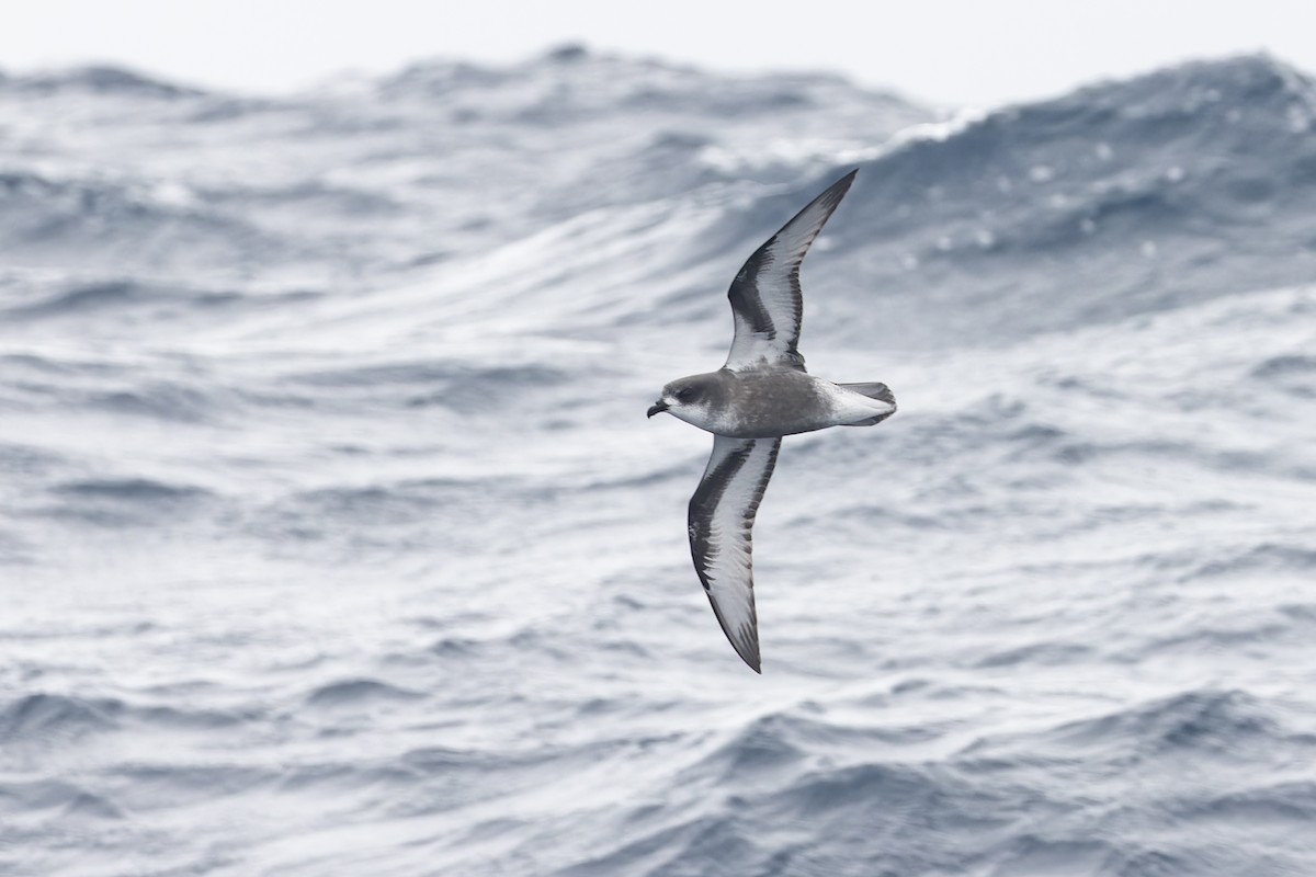 Mottled Petrel - ML631555924