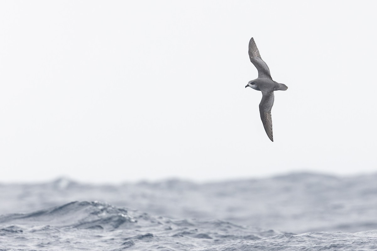 Mottled Petrel - ML631555925