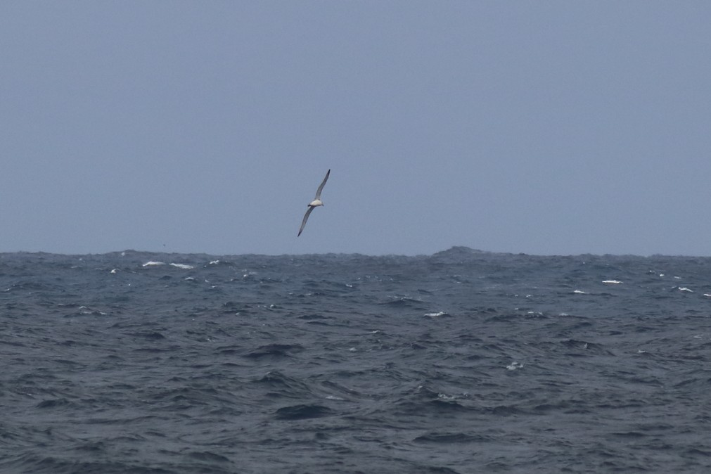 White-capped Albatross - ML631555943