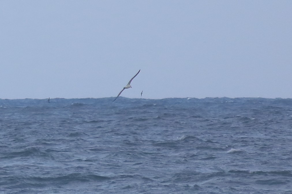 White-capped Albatross - ML631555948