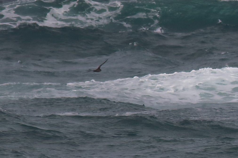 Short-tailed Shearwater - ML631555950