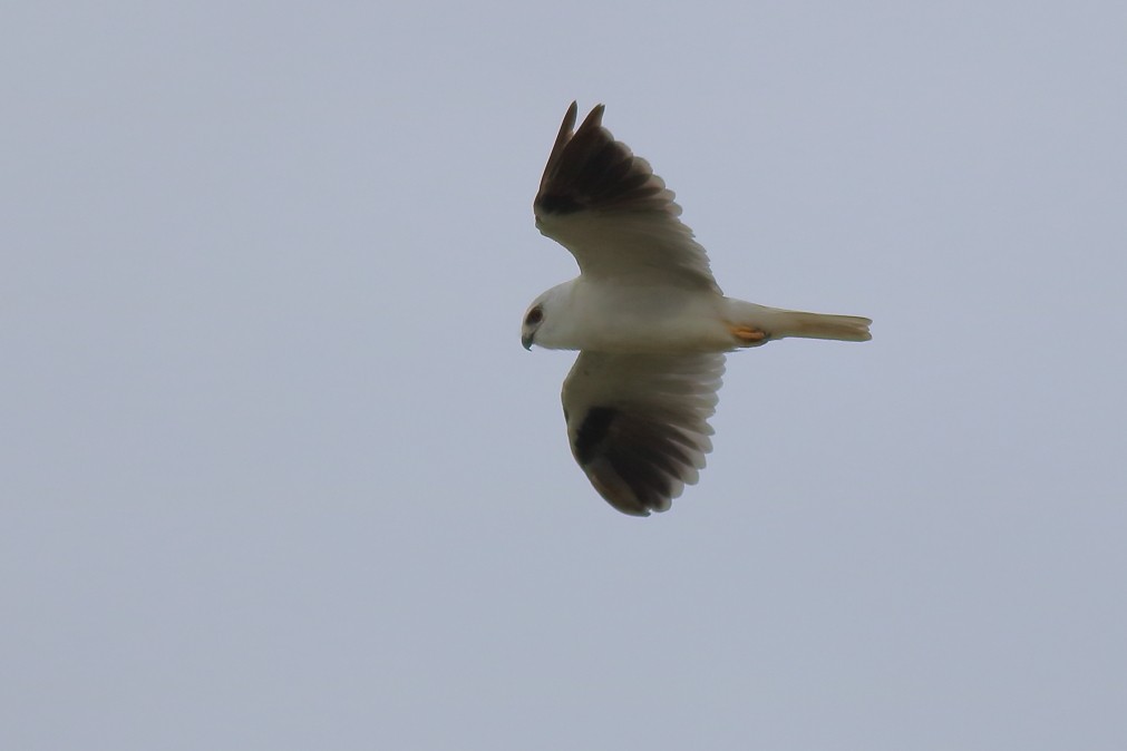 Black-shouldered Kite - ML631555960