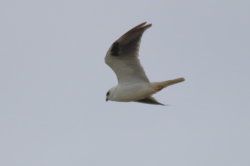 Black-shouldered Kite - ML631555961