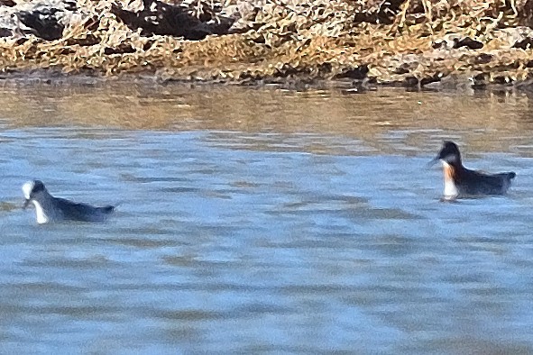 Red-necked Phalarope - ML631556052