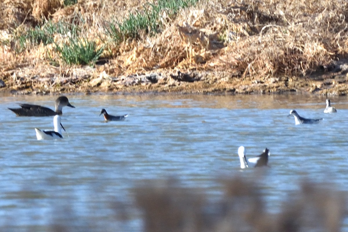 Red-necked Phalarope - ML631556053