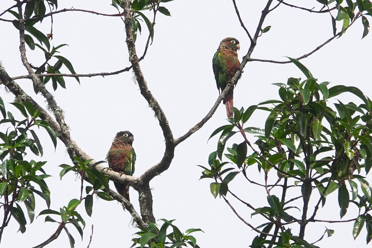 Brown-breasted Parakeet - ML631556203