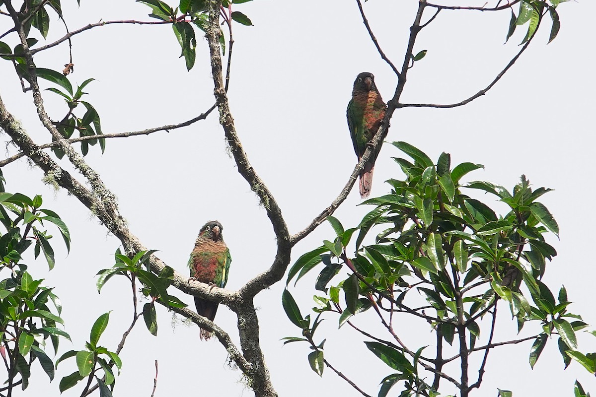 Brown-breasted Parakeet - ML631556204