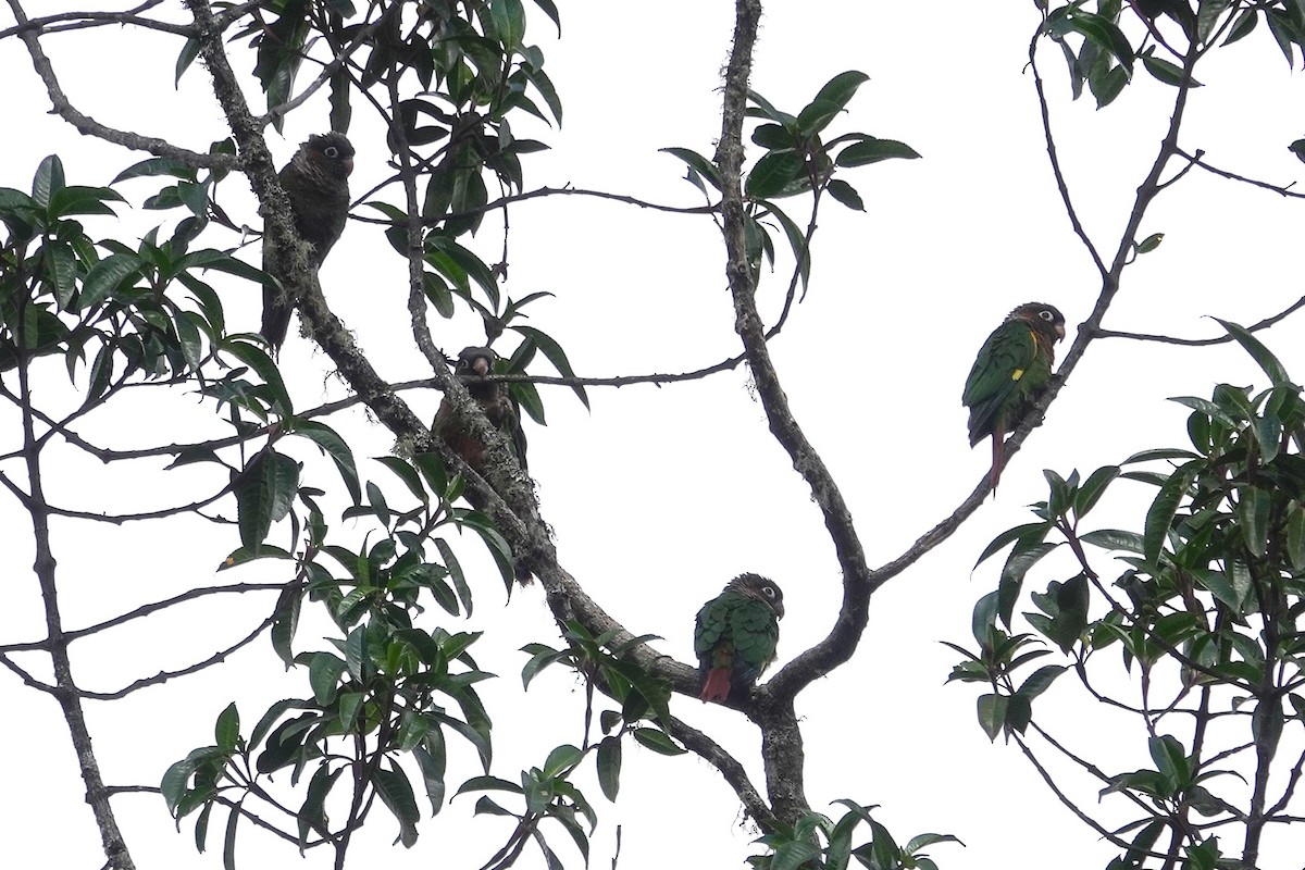 Brown-breasted Parakeet - ML631556214
