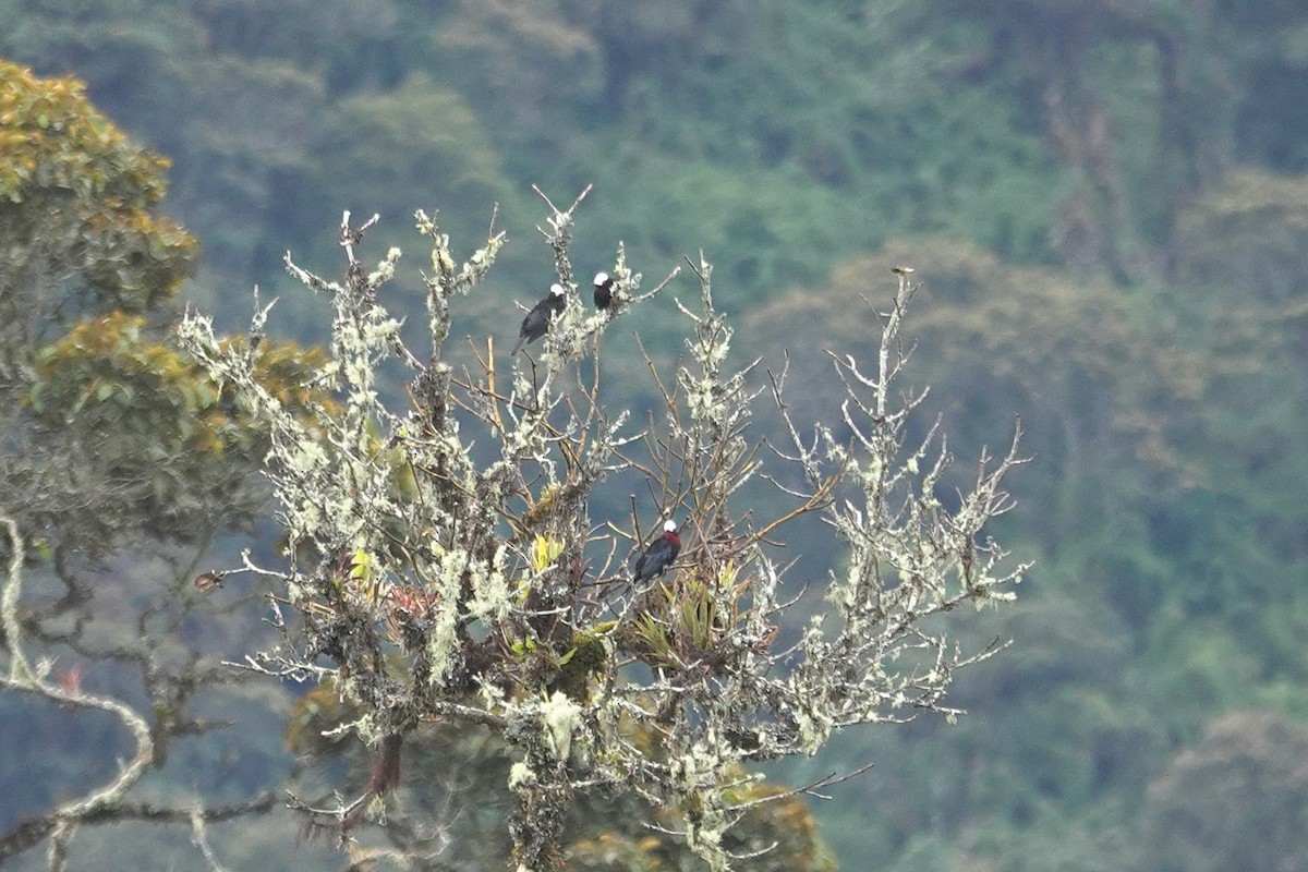 White-capped Tanager - ML631556263