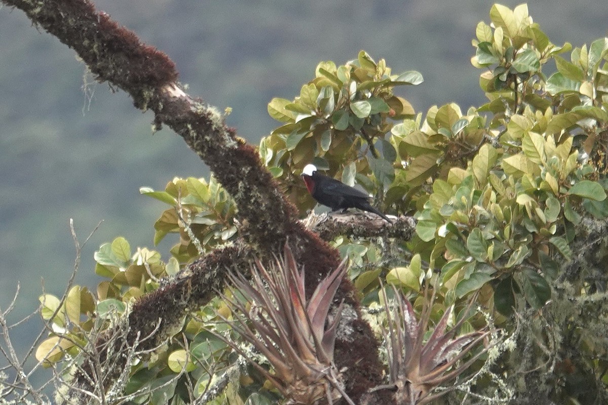 White-capped Tanager - ML631556264