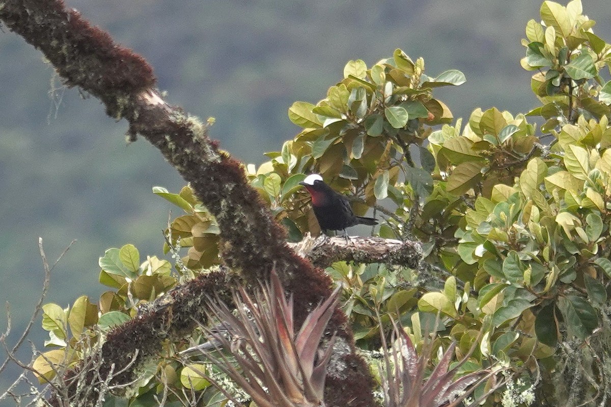 White-capped Tanager - ML631556265