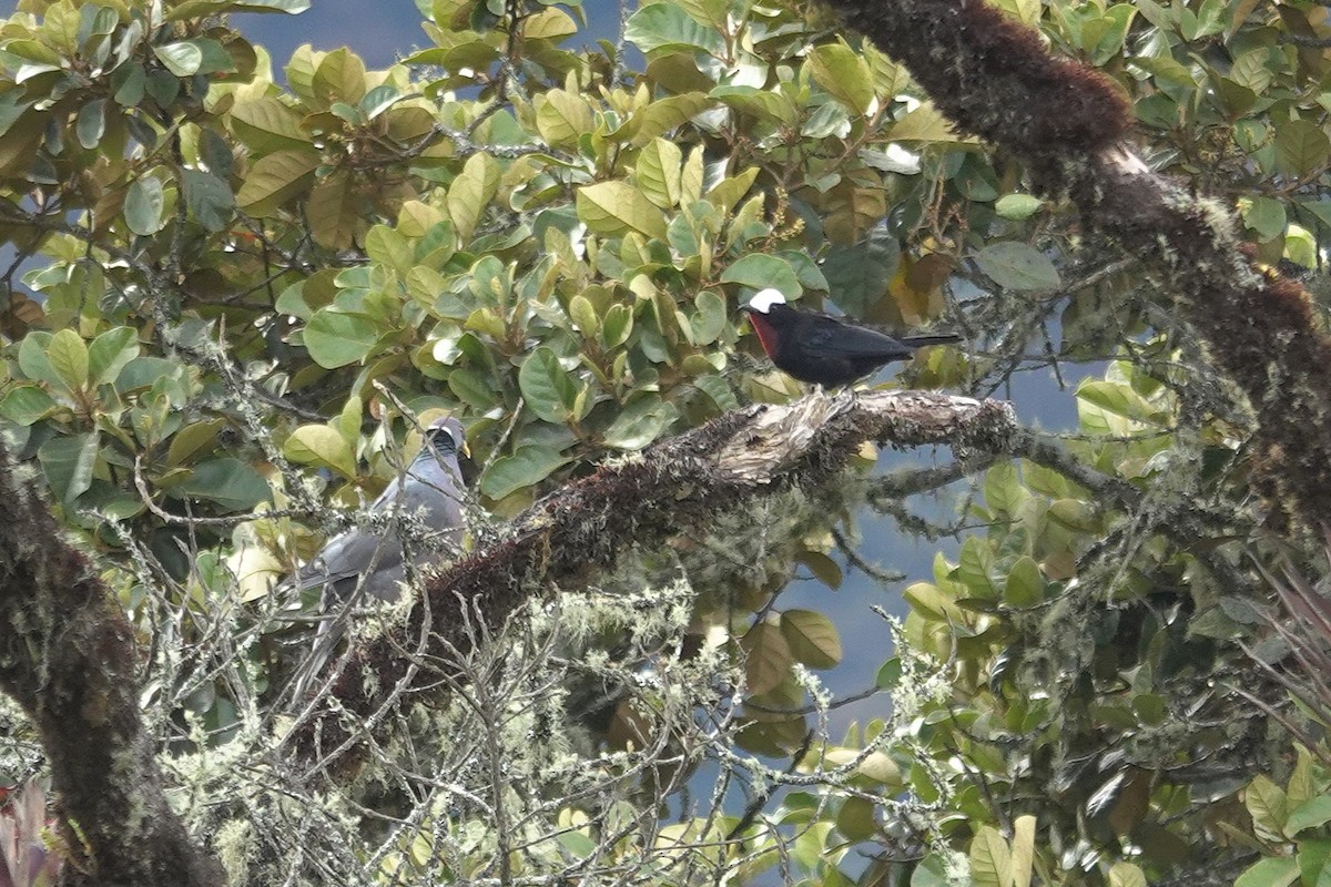 White-capped Tanager - ML631556266