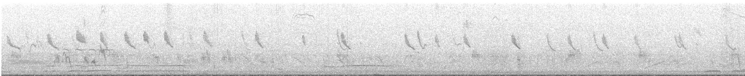 Phasianelle onchall - ML631556507