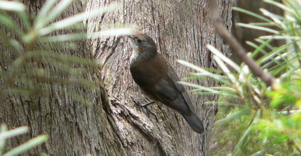 White-throated Treecreeper - ML63155681