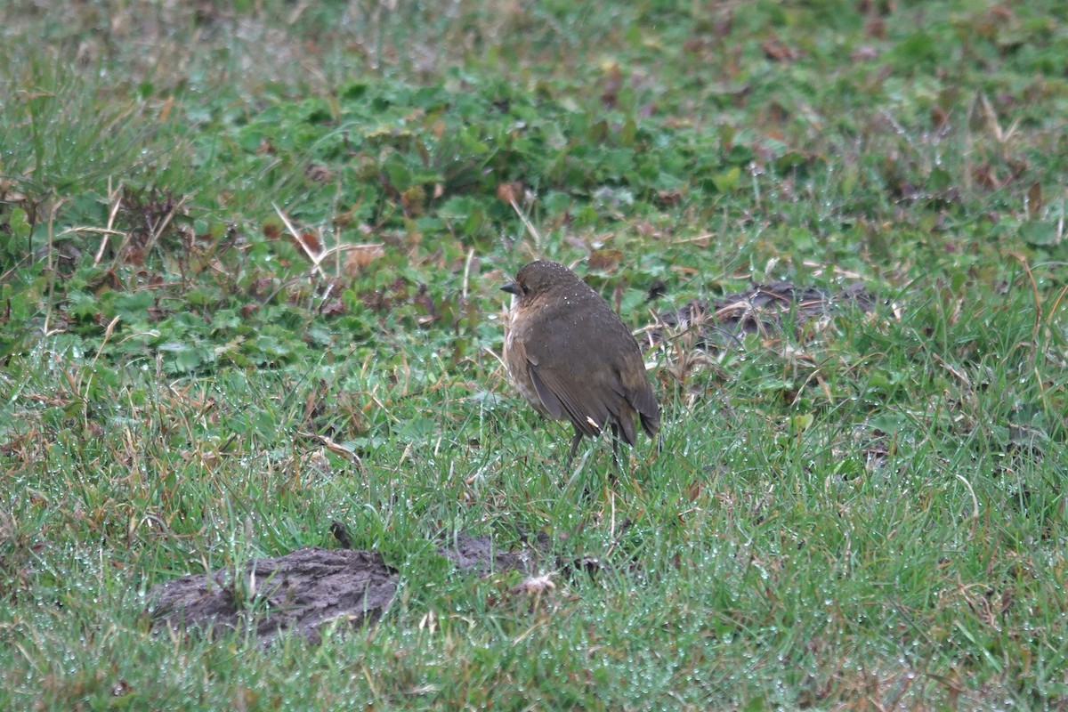 Boyaca Antpitta - ML631556866