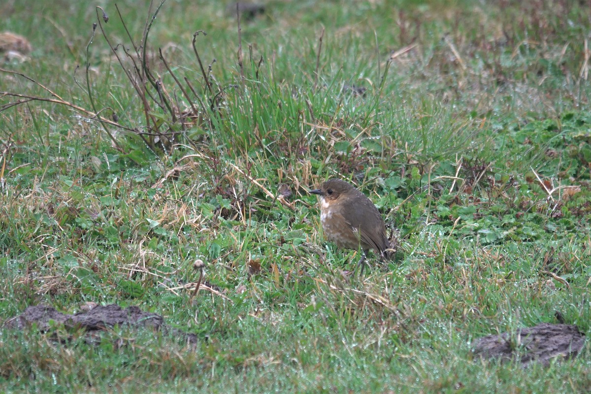 Boyaca Antpitta - ML631556868