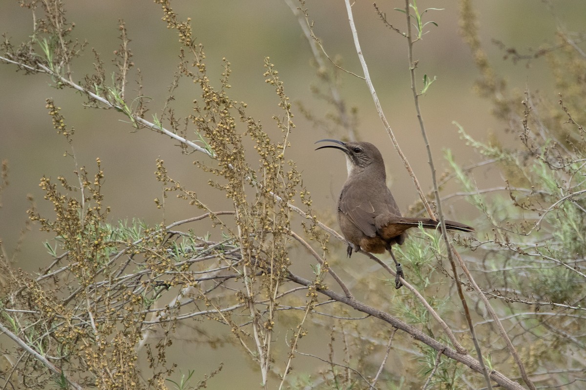 California Thrasher - ML631556884